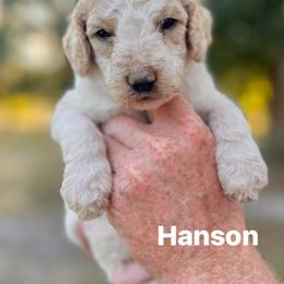 Hanson - Parti male Poodle puppy in Athens, Georgia from Alexander’s Standard Poodles