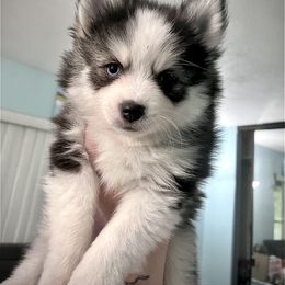 Pomsky Puppies from A1 Pomskies