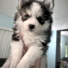 Pomsky Puppies from A1 Pomskies