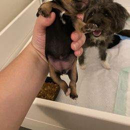 Schnoodle Puppies from Noodle Tings Puppies