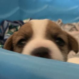 Great Dane and Russell Terrier Puppies from Claddagh Pastures