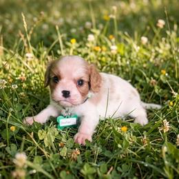 Baxter - Blenheim male Cavalier King Charles Spaniel puppy in Pennsylvania from Julie's Cavalier King Charles Spaniels