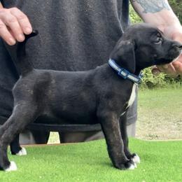 Blue Collar Brindle F - Brindle female Mountain Cur puppy in Georgetown, Ohio from Walnut Ridge Mountain Curs