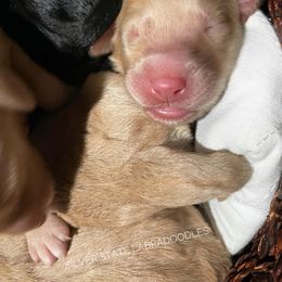 Labradoodle Puppies from Silver State Labradoodles