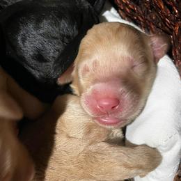 Labradoodle Puppies from Silver State Labradoodles