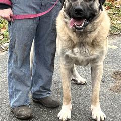 Bumpy - Anatolian Shepherd Dog