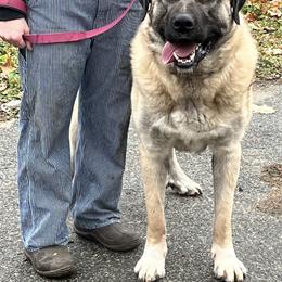 Bumpy - Anatolian Shepherd Dog