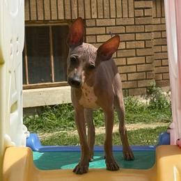 Luna - Red sable female American Hairless Terrier puppy in Buckingham, Illinois from Gaus Hof