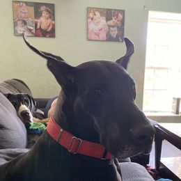 Kaya  - Great Dane
