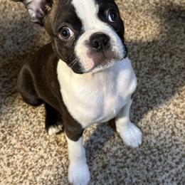Boston Terrier Puppies from Boston Kup Breeders