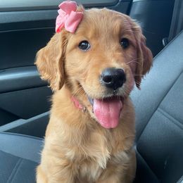 Golden Retriever Puppies from Home Sweet Goldens