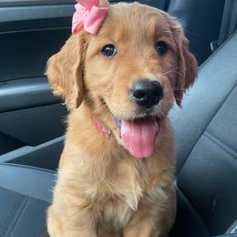 Golden Retriever Puppies from Home Sweet Goldens