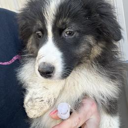 Boy 2 - Black tri-color male Australian Shepherd puppy in Welda, Kansas from McDaniel Aussies of Kansas LLC