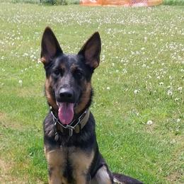 Wicked - German Shepherd