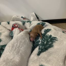 Goldendoodle Puppies from AZ River Doodles