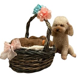 Cockapoo puppies from Martin's Cockapoos