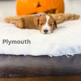 Plymouth - Parti male Goldendoodle puppy in West Haven, Utah from Split Mountain Doodles