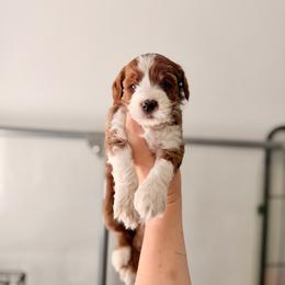Cherry - Red  female Goldendoodle puppy in Vancouver, Washington from Blissful Doodles