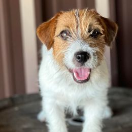 Russell Terriers from Dixie-Rose JRT