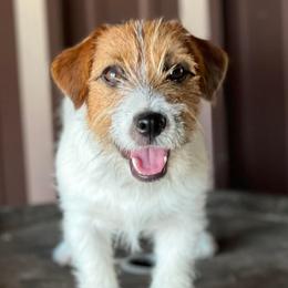 Russell Terriers from Dixie-Rose JRT