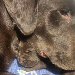 Dillon - Chocolate Labrador Retriever puppy in Wilton, California from Naomi's Labrador Retrievers