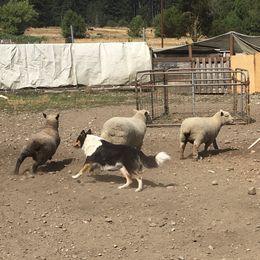 Old Time Scotch Collies from Hidden Orchard Farm