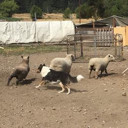 Old Time Scotch Collies from Hidden Orchard Farm