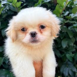 Pekingese, Poodle, and Shih Tzu Puppies from Happy puppies