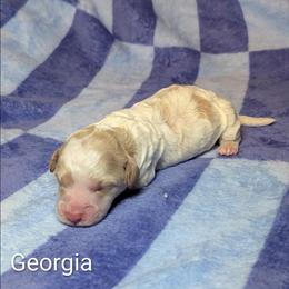 Georgia - Red and white female Cockapoo puppy in Sunset, Louisiana from Cano Cockapoos