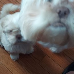 Shih Tzu Puppies from N.F.S.T Imperial ShihTzu Puppies.