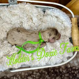 Neo - Dapple male Dachshund puppy in Atwood, Oklahoma from Holder’s Doxie Farm