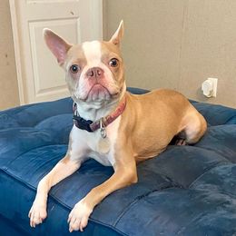 Nova - Boston Terrier