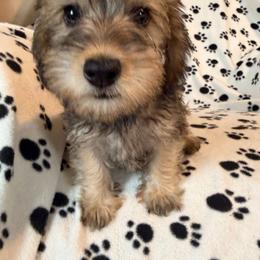 Cherry - Wild boar female Dachshund puppy in Lynn, Indiana from StorSma Farms