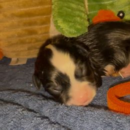 Orange Duck - Black and tan male Pembroke Welsh Corgi puppy in Summerfield, Florida from Promise Land Farm