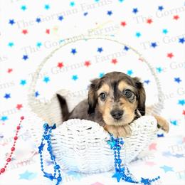 Spark - Dapple male Dachshund puppy in Greenville, North Carolina from The Gorman Farms