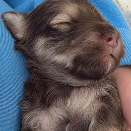 Pup 1 - Chocolate male Havapoo puppy in Medina, Ohio from Momma's Minis