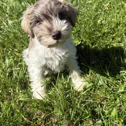 Rhett - Parti male Miniature Schnauzer puppy in Dunlap, Tennessee from Beards of Glory