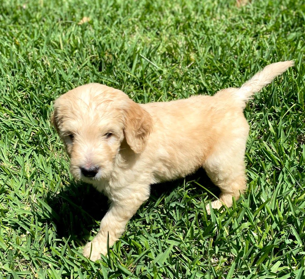 My Little Doodle in Florida | Goldendoodle puppies | Good Dog