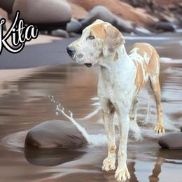 Nakita - Great Dane