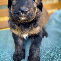 Bernedoodle and Siberian Husky Puppies from Timberline Paws