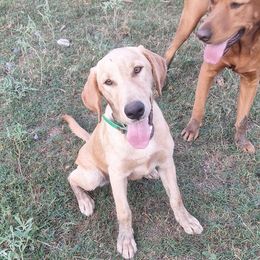 Date (PKA Sapphire) - Yellow female Labrador Retriever puppy in Waco, Texas from Ancient Dogges Performance Dogs