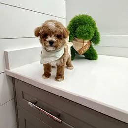 Cove - Red male Cavapoo puppy in Buford, Georgia from Petite Posh Puppies