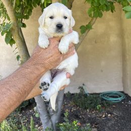 Golden Retriever Puppies from Michelle‘s English cream golden retrievers