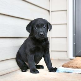 Blitzen - Black male Labrador Retriever puppy in Williamston, Sc, South Carolina from Dutton Dog Co & Dalla Grazia Doberman