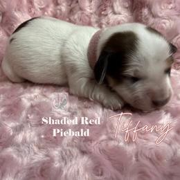 Tiffany - Red female Dachshund puppy in Waseca, Minnesota from Dragonfly Doxies