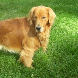 Golden Retrievers from Goidenpups Kennel