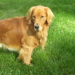 Golden Retrievers from Goidenpups Kennel