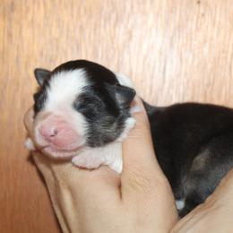 Boy 1 - Black tri-color male Australian Shepherd puppy in Colfax, California from Haulin Aussies