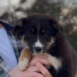Nova - Girl 5 - Black tri female Miniature Australian Shepherd puppy in Murfreesboro, Tennessee from Norby's Mini Aussies