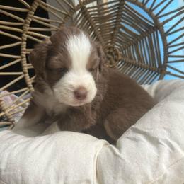 Brownie - Red tri-color male Australian Shepherd puppy in Grants Pass, Oregon from Carmel Mountain Aussies
